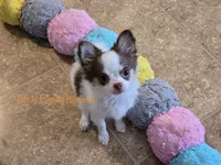 Rose, a female Chihuahua for sale in Piqua, KS – 6 of 7