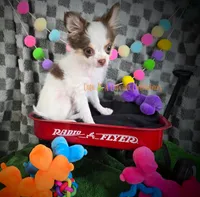 Rose, a female Chihuahua for sale in Piqua, KS – 4 of 7