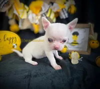 Leprechaun , a male Chihuahua for sale in Piqua, KS – Photo 3 of 7