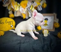 Leprechaun , a male Chihuahua for sale in Piqua, KS – Photo 5 of 7