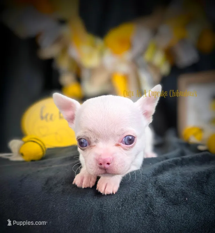 Leprechaun  – Chihuahua puppy for sale in Piqua, KS