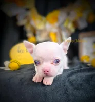 Leprechaun , a male Chihuahua for sale in Piqua, KS – Photo 1 of 7