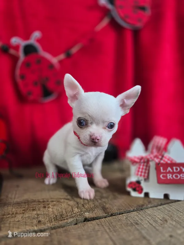 Leprechaun  – Chihuahua puppy for sale in Piqua, KS
