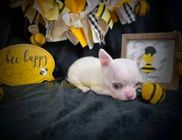 Leprechaun , a male Chihuahua for sale in Piqua, KS – Photo 4 of 7