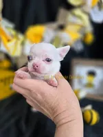 Leprechaun , a male Chihuahua for sale in Piqua, KS – Photo 7 of 7