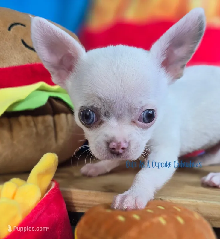 Leprechaun  – Chihuahua puppy for sale in Piqua, KS