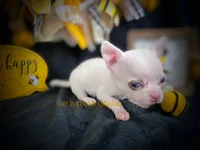 Leprechaun , a male Chihuahua for sale in Piqua, KS – Photo 6 of 7