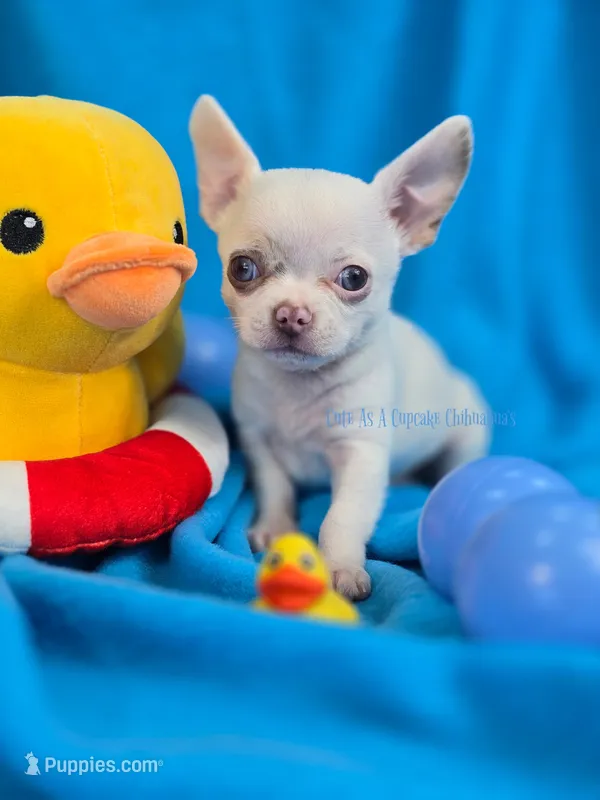Leprechaun  – Chihuahua puppy for sale in Piqua, KS