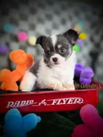 Slider, a male Chihuahua for sale in Piqua, KS – 4 of 7