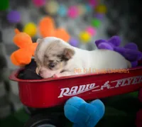 Splash, a male Chihuahua for sale in Piqua, KS – 7 of 7