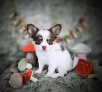 Reef, a male Chihuahua for sale in Piqua, KS – 3 of 10