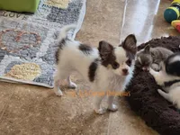 Rose, a female Chihuahua for sale in Piqua, KS – 7 of 7
