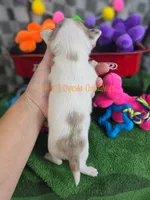 Splash, a male Chihuahua for sale in Piqua, KS – 6 of 7