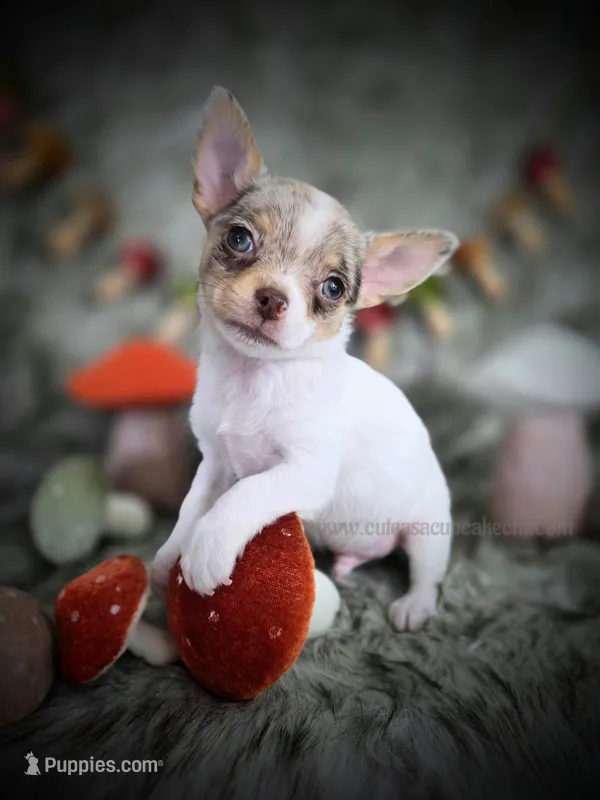 Splash – Chihuahua puppy for sale in Piqua, KS