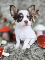 Reef, a male Chihuahua for sale in Piqua, KS – 2 of 10