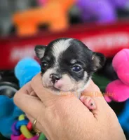 Wave TINY, a male Chihuahua for sale in Piqua, KS – 8 of 8