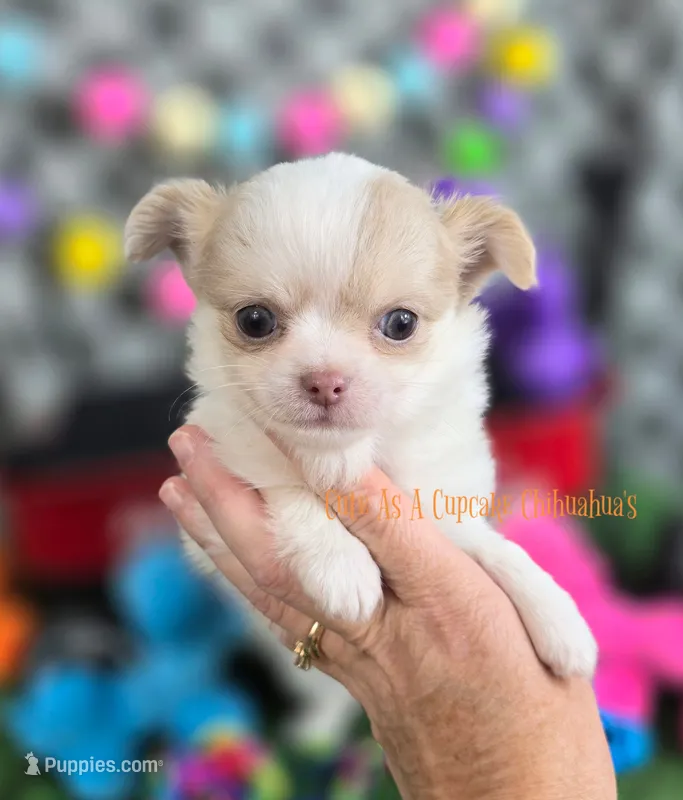 Tator – Chihuahua puppy for sale in Piqua, KS