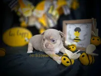 Streamer, a male Chihuahua for sale in Piqua, KS – Photo 5 of 7