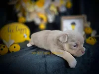 Streamer, a male Chihuahua for sale in Piqua, KS – Photo 4 of 7