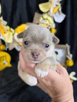Streamer, a male Chihuahua for sale in Piqua, KS – Photo 7 of 7