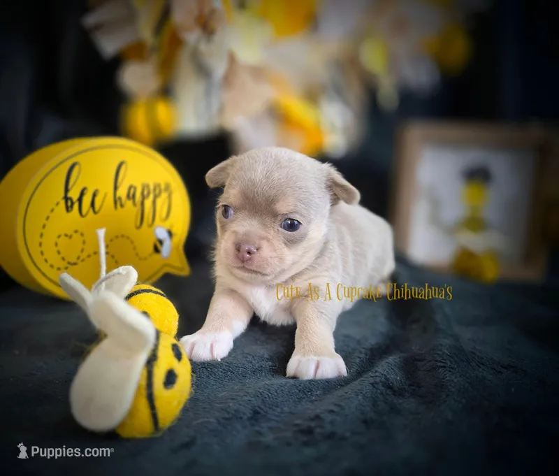 Streamer – Chihuahua puppy for sale in Piqua, KS