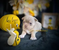 Streamer, a male Chihuahua for sale in Piqua, KS – Photo 1 of 7