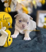 Streamer, a male Chihuahua for sale in Piqua, KS – Photo 2 of 7