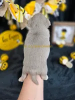 Streamer, a male Chihuahua for sale in Piqua, KS – Photo 6 of 7