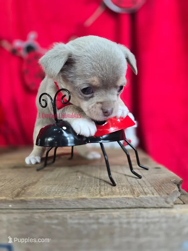 Streamer – Chihuahua puppy for sale in Piqua, KS