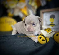 Streamer, a male Chihuahua for sale in Piqua, KS – Photo 3 of 7