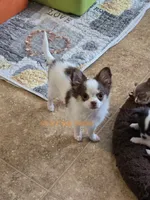Rose, a female Chihuahua for sale in Piqua, KS – 5 of 7