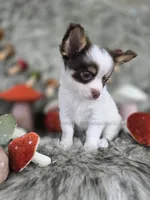 Reef, a male Chihuahua for sale in Piqua, KS – 7 of 10
