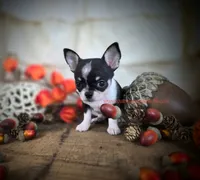 Wave, a male Chihuahua for sale in Piqua, KS – 4 of 7