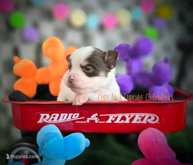 Reef – Chihuahua puppy for sale in Piqua, KS