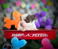 Reef, a male Chihuahua for sale in Piqua, KS – 1 of 5