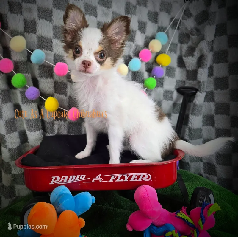 Rose – Chihuahua puppy for sale in Piqua, KS