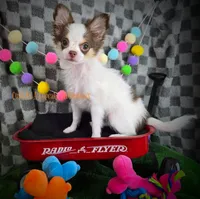 Rose, a female Chihuahua for sale in Piqua, KS – 1 of 7