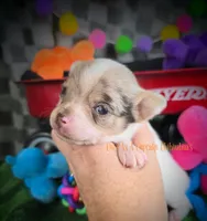 Splash, a male Chihuahua for sale in Piqua, KS – 5 of 7