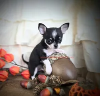 Wave, a male Chihuahua for sale in Piqua, KS – 2 of 7