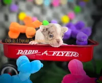 Splash, a male Chihuahua for sale in Piqua, KS – 4 of 7