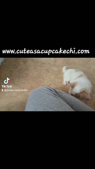 Tator, a male Chihuahua for sale in Piqua, KS – 3 of 7