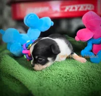 Wave TINY, a male Chihuahua for sale in Piqua, KS – 3 of 8