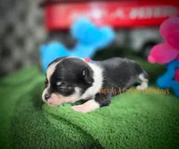 Wave TINY, a male Chihuahua for sale in Piqua, KS – 7 of 8
