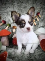 Reef, a male Chihuahua for sale in Piqua, KS – 10 of 10