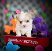 Tator, a male Chihuahua for sale in Piqua, KS – 4 of 7