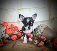 Wave, a male Chihuahua for sale in Piqua, KS – 6 of 7