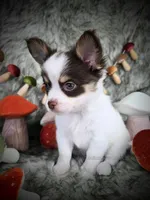 Reef, a male Chihuahua for sale in Piqua, KS – 6 of 10