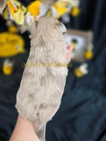 Confetti, a female Chihuahua for sale in Piqua, KS – Photo 7 of 8