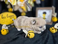 Confetti, a female Chihuahua for sale in Piqua, KS – Photo 3 of 8