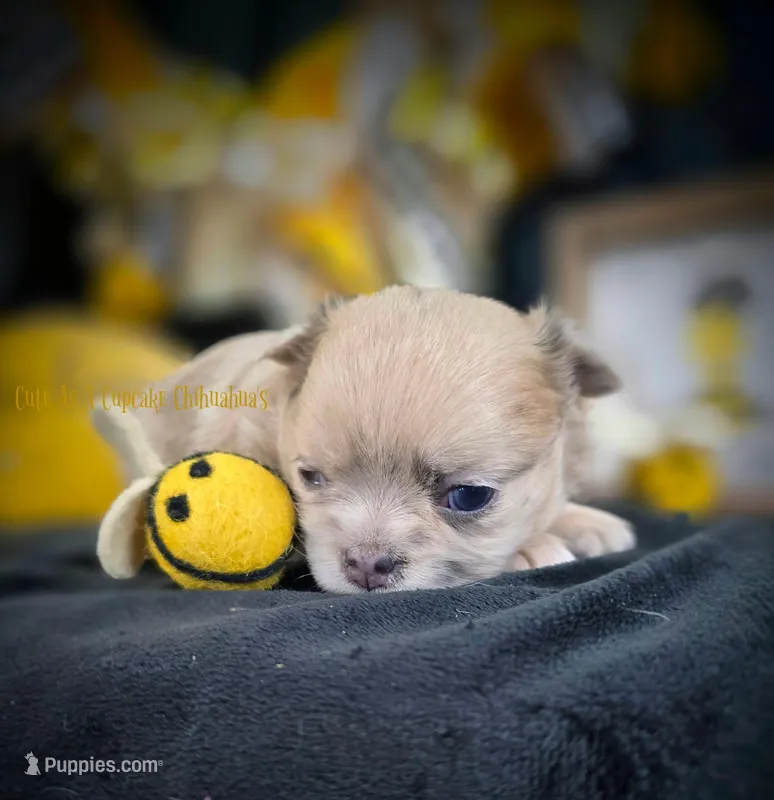 Confetti – Chihuahua puppy for sale in Piqua, KS